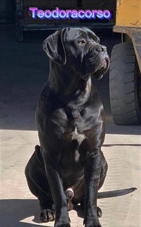 Cane Corso for sale by TEODORACORSO