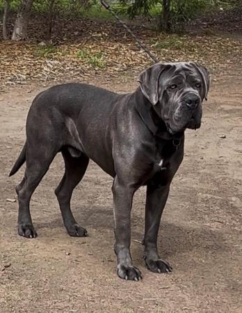 Cane Corso for sale by TEODORACORSO