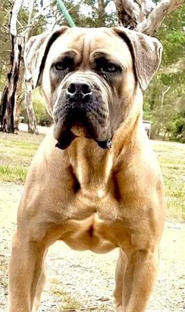 Cane Corso for sale by TEODORACORSO
