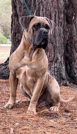 Cane Corso for sale by TEODORACORSO