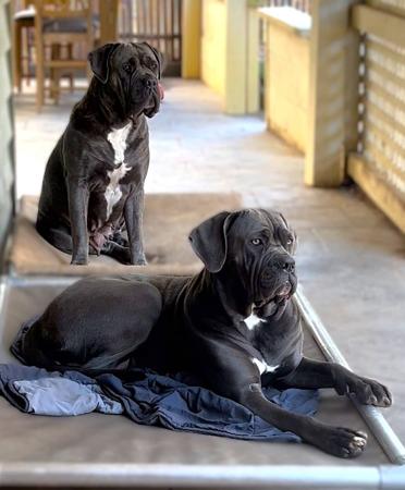 Cane Corso for sale by TEODORACORSO