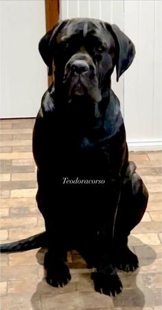 Cane Corso for sale by TEODORACORSO