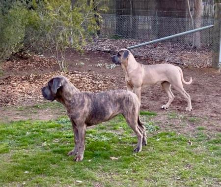 Cane Corso for sale by TEODORACORSO
