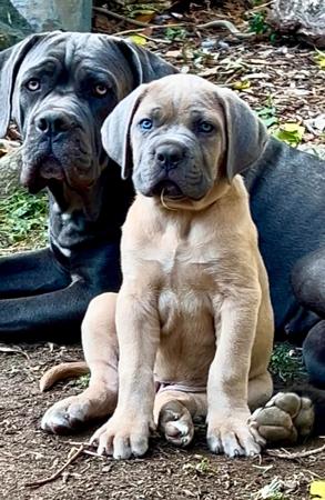 Cane Corso for sale by TEODORACORSO