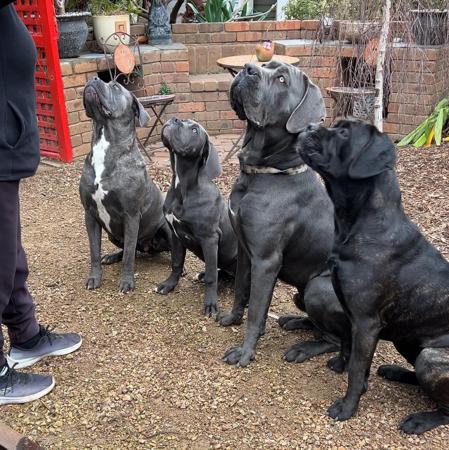 Cane Corso for sale by TEODORACORSO