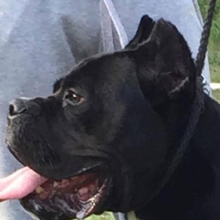 Cane Corso for sale by TEODORACORSO