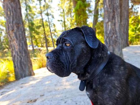 Cane Corso for sale by TEODORACORSO