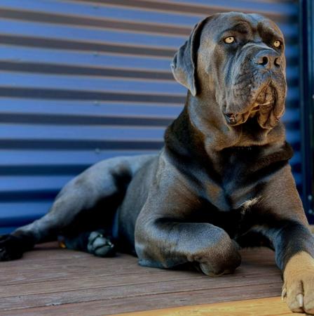 Cane Corso for sale by TEODORACORSO