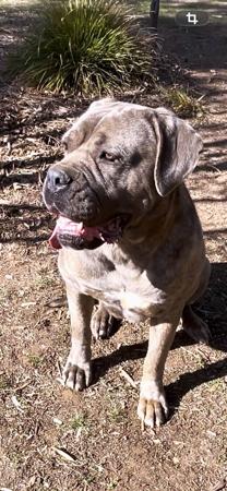 Cane Corso puppy for sale by SUEPAUL