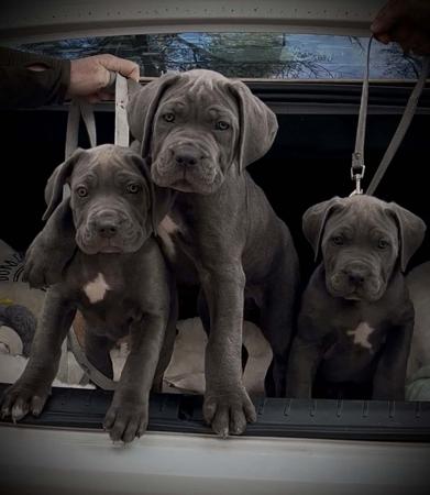 Cane Corso for sale by TEODORACORSO