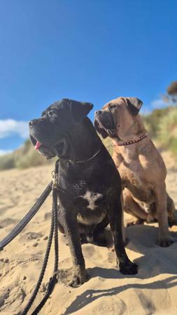 Cane Corso for sale by TEODORACORSO
