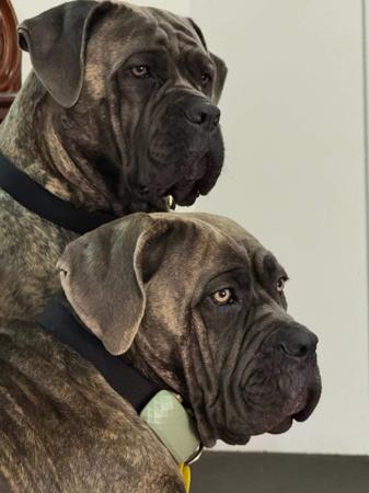 Cane Corso for sale by TEODORACORSO