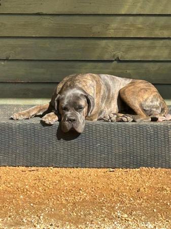 Cane Corso for sale by TEODORACORSO
