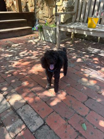 Poodle (Toy) for sale by JEMAMA