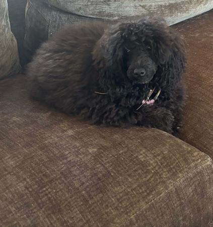 Poodle (Toy) for sale by JEMAMA