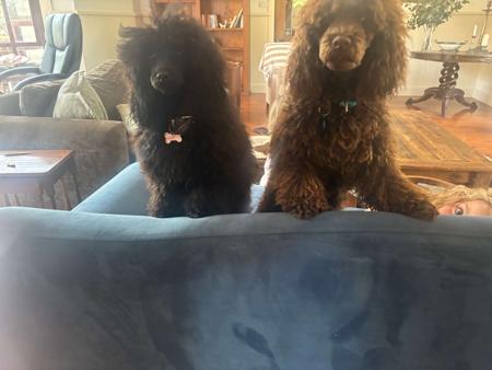 Poodle (Toy) for sale by JEMAMA