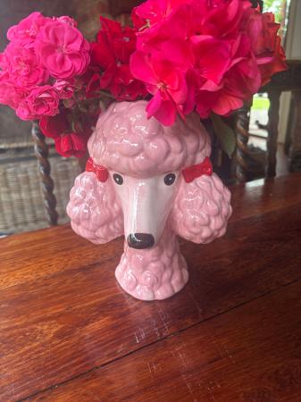 Poodle (Toy) for sale by JEMAMA