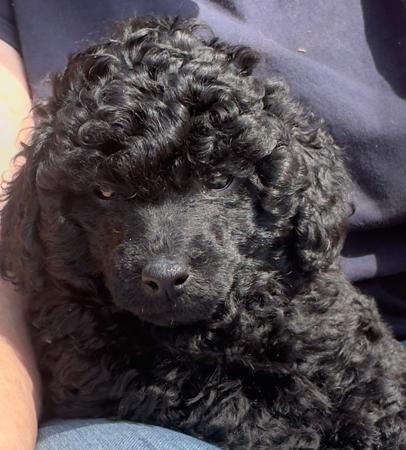 Poodle (Toy) for sale by JANEELLENMOUNTFORD