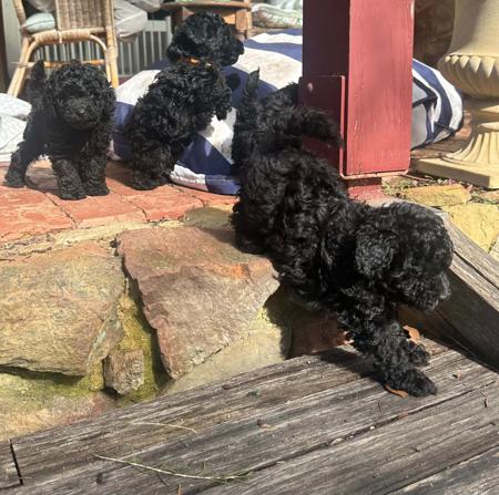 Poodle (Toy) puppy for sale by JANEELLENMOUNTFORD