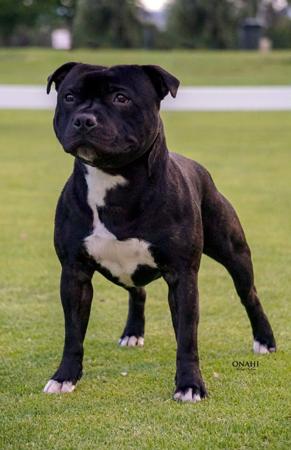 Staffordshire Bull Terrier puppy for sale by ATVGATE
