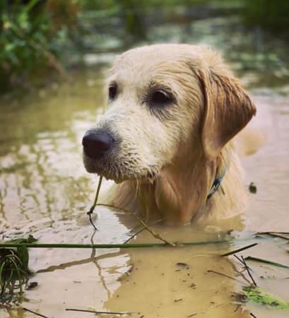 Golden Retriever for sale by WHISKEYRIVER