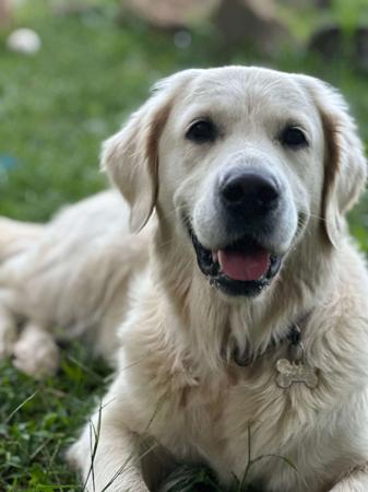 Golden Retriever for sale by WHISKEYRIVER