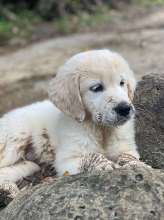 Golden Retriever for sale by WHISKEYRIVER