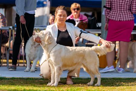Golden Retriever for sale by WHISKEYRIVER