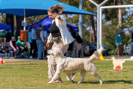 Golden Retriever for sale by WHISKEYRIVER