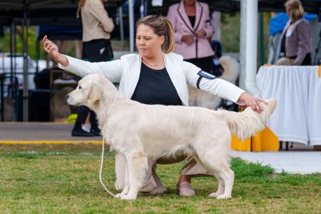Golden Retriever for sale by WHISKEYRIVER