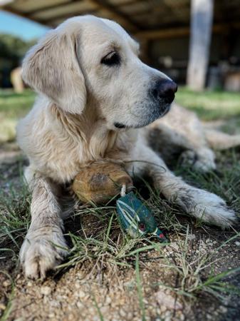 Golden Retriever for sale by WHISKEYRIVER
