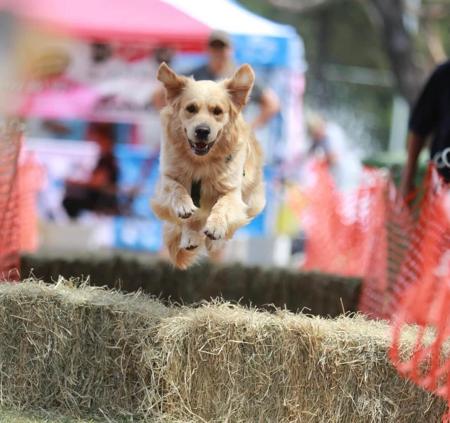 Golden Retriever for sale by WHISKEYRIVER