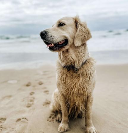 Golden Retriever for sale by WHISKEYRIVER