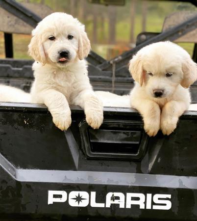Golden Retriever for sale by WHISKEYRIVER