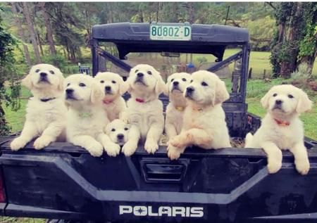 Golden Retriever for sale by WHISKEYRIVER