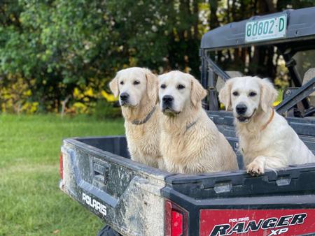 Golden Retriever for sale by WHISKEYRIVER