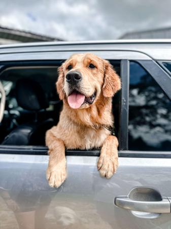 Golden Retriever for sale by WHISKEYRIVER