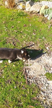 Welsh Corgi (Cardigan) puppy for sale by ALPINEAIR