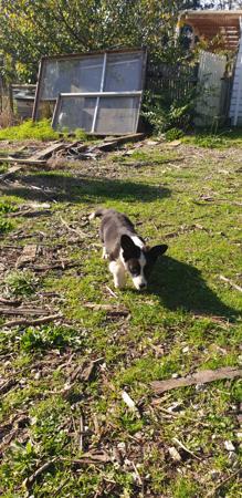 Welsh Corgi (Cardigan) for sale by ALPINEAIR