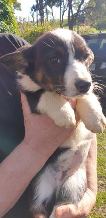 Welsh Corgi (Cardigan) for sale by ALPINEAIR