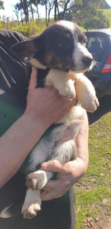 Welsh Corgi (Cardigan) for sale by ALPINEAIR