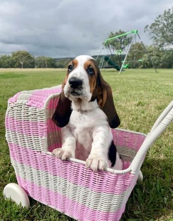 Basset Hound puppy for sale by LOWANLONG