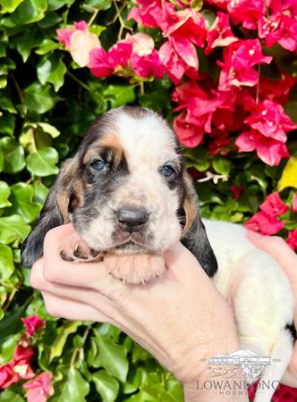 Basset Hound puppy for sale by LOWANLONG