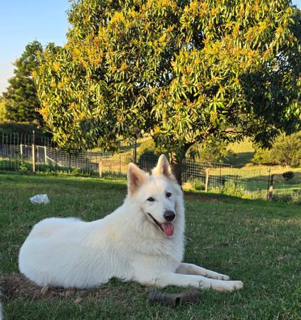 White Swiss Shepherd Dog for sale by AMOURDUBLANC