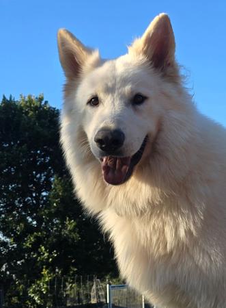 White Swiss Shepherd Dog for sale by AMOURDUBLANC