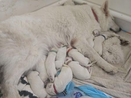 White Swiss Shepherd Dog for sale by AMOURDUBLANC