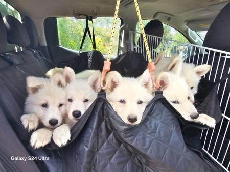 White Swiss Shepherd Dog for sale by AMOURDUBLANC