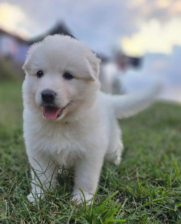White Swiss Shepherd Dog for sale by AMOURDUBLANC