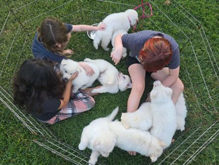 White Swiss Shepherd Dog for sale by AMOURDUBLANC