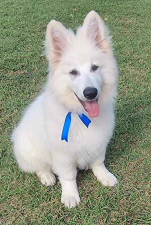 White Swiss Shepherd Dog puppy for sale by AMOURDUBLANC